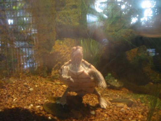 Turtle from San Diego Zoo